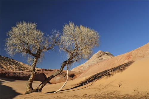 Desert Tree II