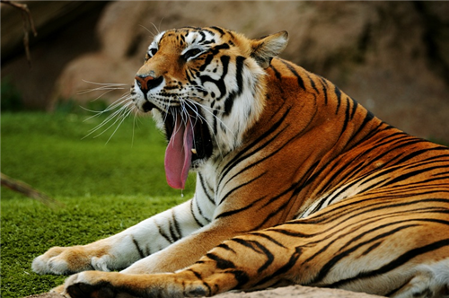 Sabber-Tiger
